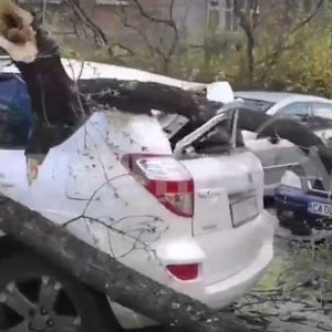 Дете пострада, след като дърво падна върху автомобил в София